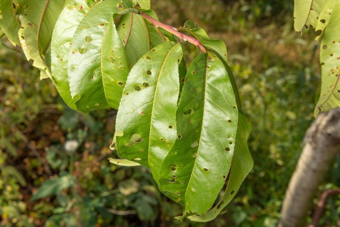 Disease of leaves and peach vines close-up of damage to rot and parasites. The concept of protection of an industrial peach garden