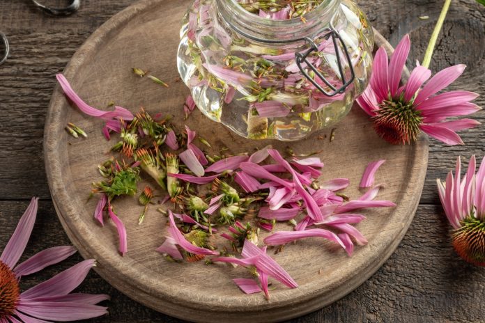 Preparation of herbal tincture from echinacea flowers