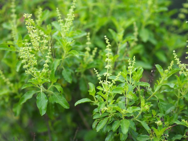 Predavanje o baziliki tulsi – najsvetejši med bazilikami