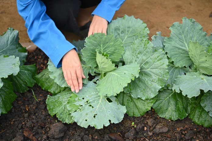 Group of raw fresh organic young headed cabbage, leaf with hole from insect,home of farm, water drop on leaves.