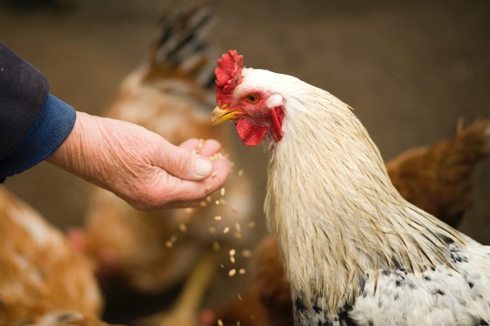 hen-pexels-oleksandr-pidvalnyi-375510