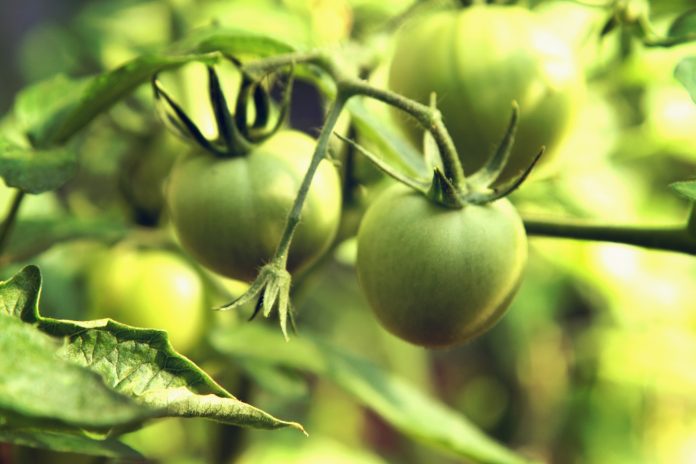 sophie-dale-OD3U5vOD4Qs-unsplash green tomatos