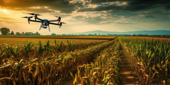 Drones used in agriculture soar above sweet corn fields spraying fertilizer. Drones are used by smart farmers in a variety of sectors, including research, analysis, terrain mapping, and smart technology firms.