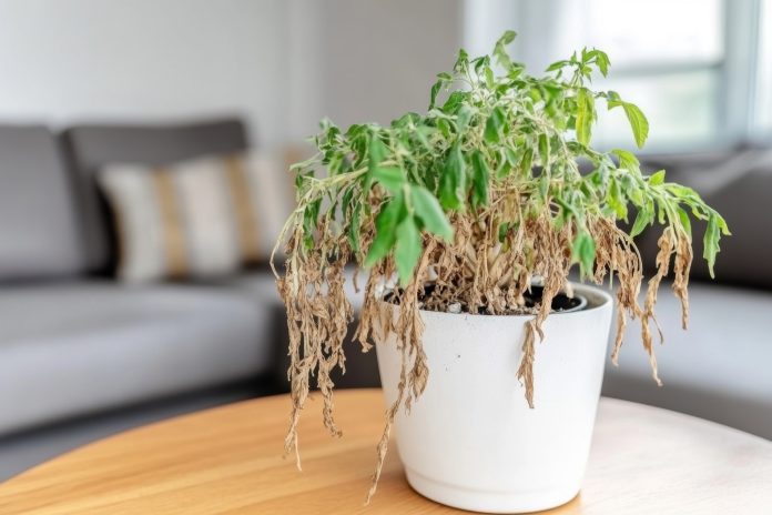 Withering potted plant on table with blurred sofa background