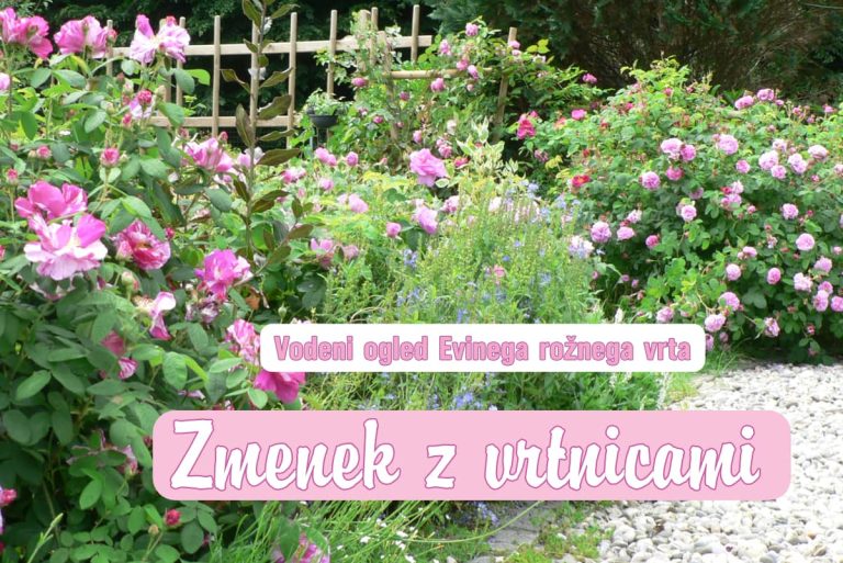 Štirje vodeni ogledi Evinega rožnega vrta: Zmenek z vrtnicami