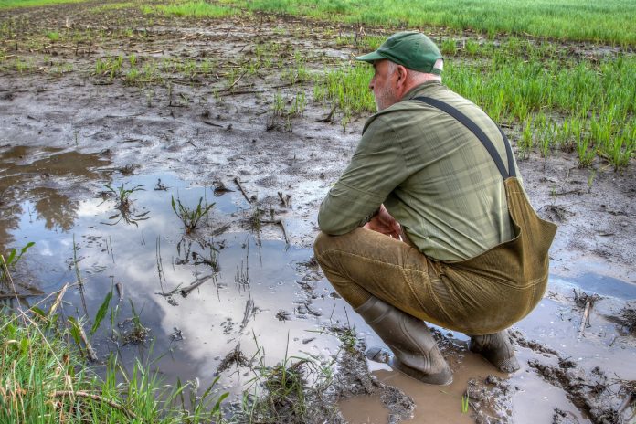 As the farmer surveys his flooded field, he feels a sense of despair. Climate change has brought more extreme weather, making it harder to grow crops and maintain his livelihood..