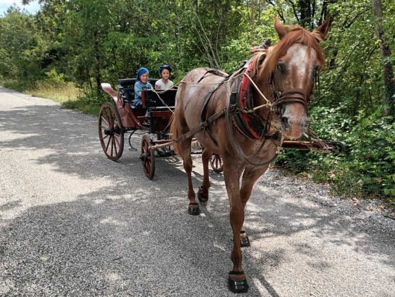 Poletni kamp na Krasu za najstnike in mlajše otroke