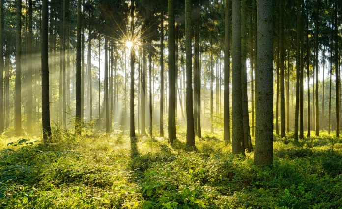 Fichtenwald im warmen Licht der Morgensonne