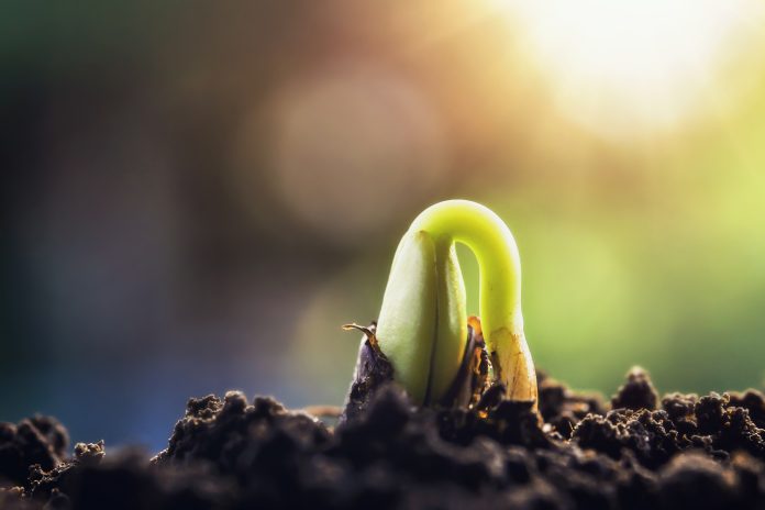 new green sprout growing on soil with sunshine
