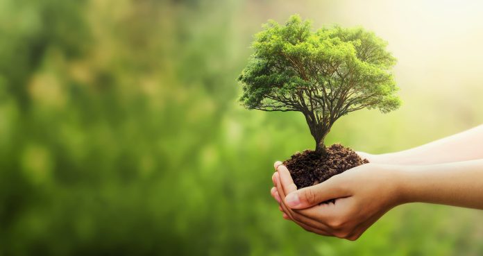 hand holding tree on blur green nature background. concept eco earth day