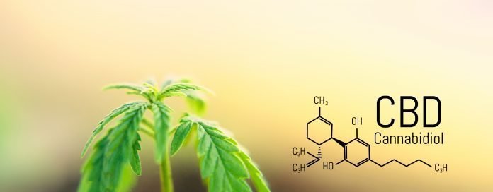 Cannabis leaf marijuana, CBD Chemical formula, beautiful background, concept for legalizing the cultivation of marijuana for medical use