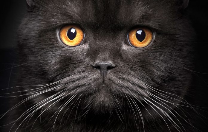 Portrait of black cat