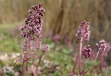Nasveti Alfreda Vogla: Naravno nad glavobole