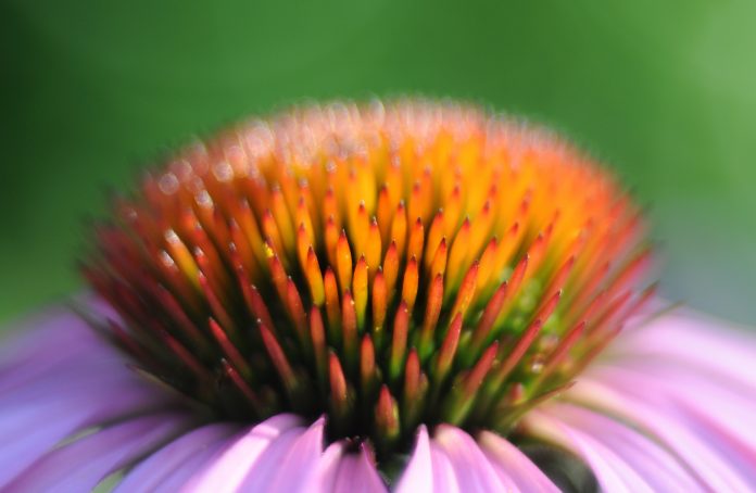 echinacea-close-up-view-3841